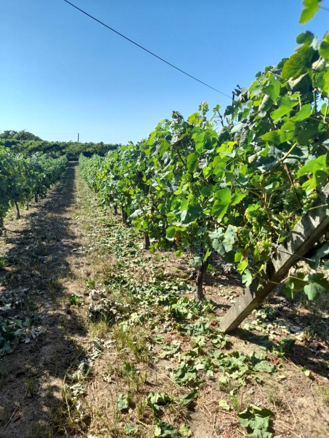 Quinta Do Silva Villa Celorico De Basto Eksteriør bilde