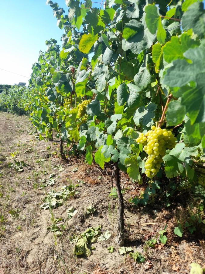 Quinta Do Silva Villa Celorico De Basto Eksteriør bilde